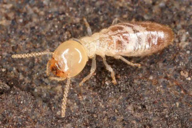 飞蚁属于白蚁吗,为什么会自己断翅膀?