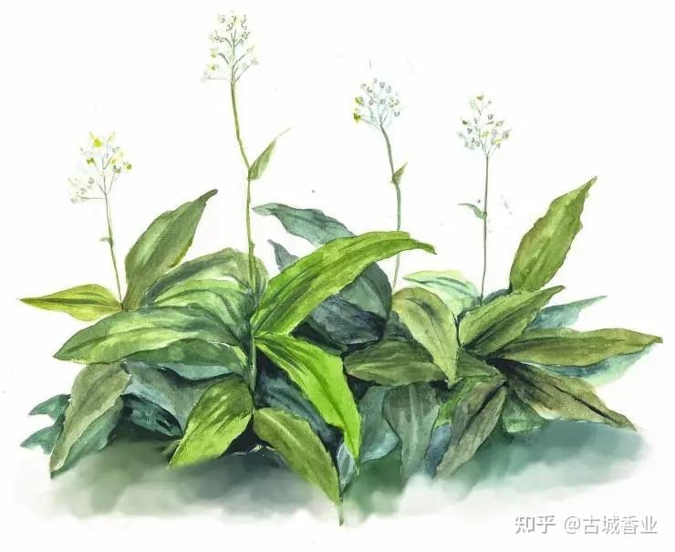 兰、蕙、芷、蘅,楚辞中的香花香草 - 知乎