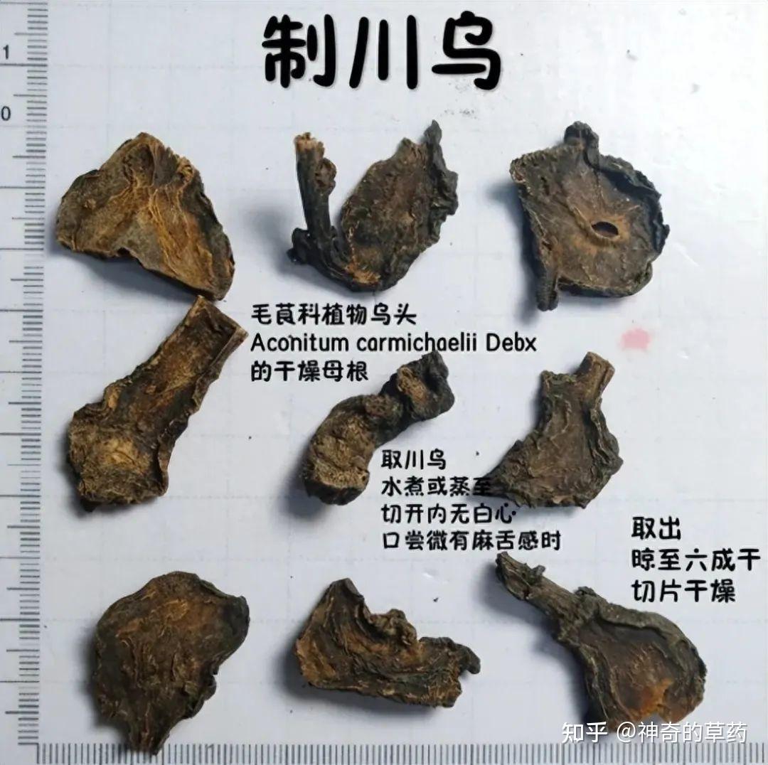 中药材:附子 - 知乎