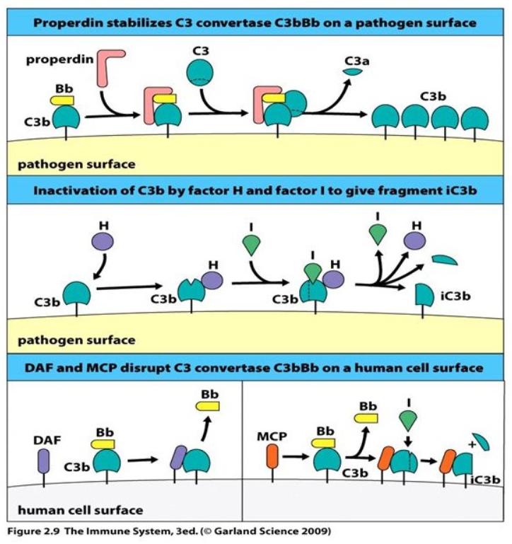 其中最主要的是被巨噬细胞等吞噬细胞(phagocytes)识别并吞噬.