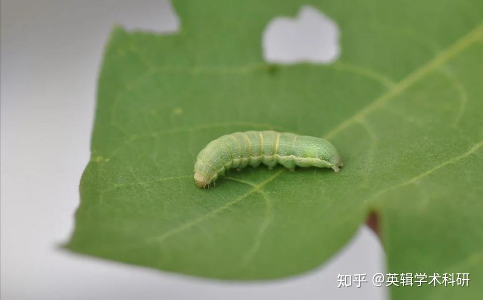 甜菜夜蛾是一种世界性害虫.