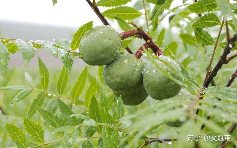 认识文冠茶 - 知乎