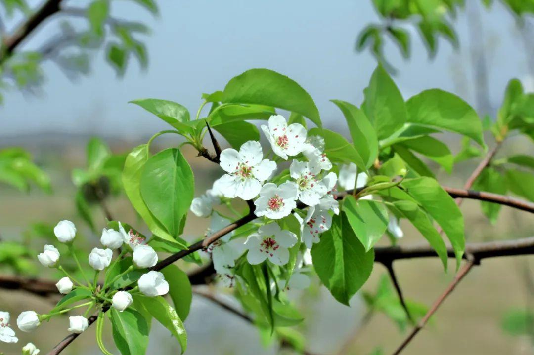 梨花在古代为何不受待见