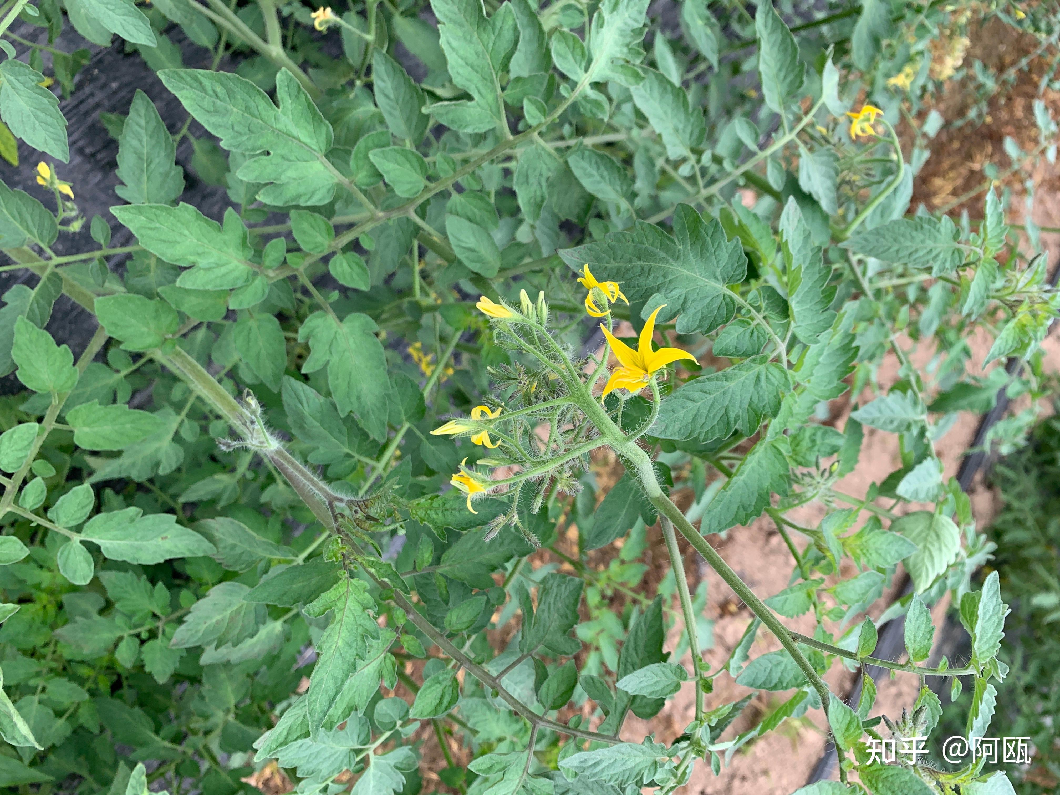 番茄花图片图片