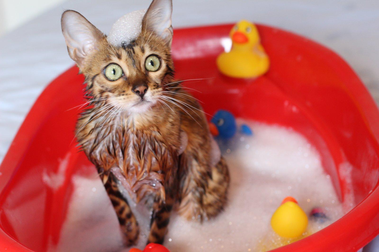 “萌”猫洗澡大实录，谁又想到ta们是只小话唠。_哔哩哔哩_bilibili