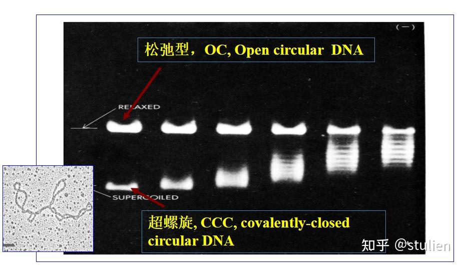 分子生物学回顾——染色体与DNA - 知乎