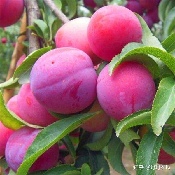 世界十大超甜水果