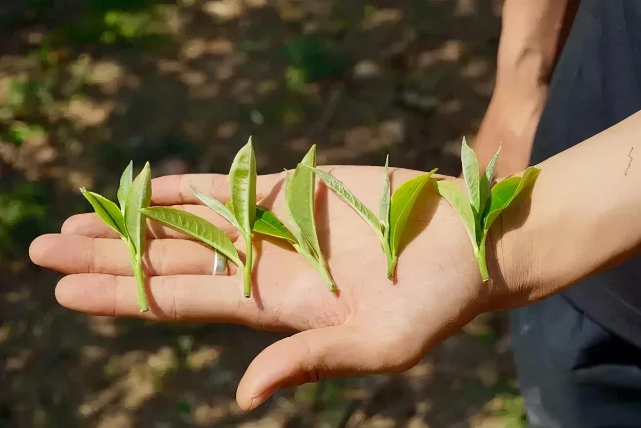 春茶,主要指的是,过冬后,采制茶树第一次抽芽的茶芽做成茶叶,即立春到