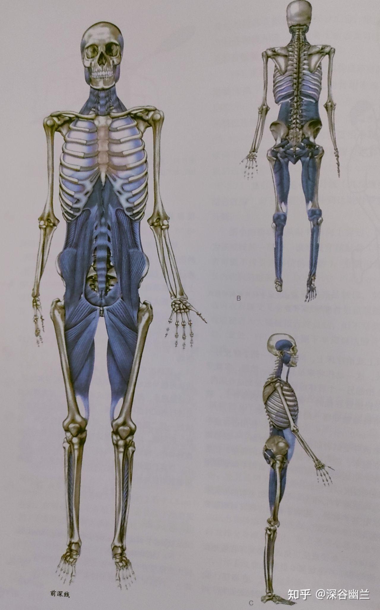 肌筋膜经线之前表线
