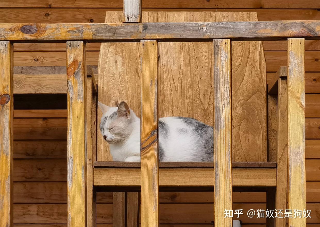告诉你个秘密，若猫咪在这几个地方睡觉，代表它没把你当主人- 知乎