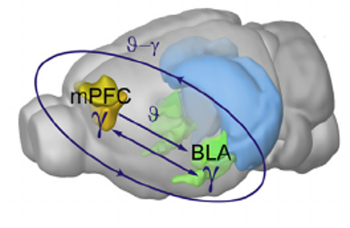 科学家在大鼠上发现,从行为表现来看,伏隔核核心以及基底外侧杏仁核