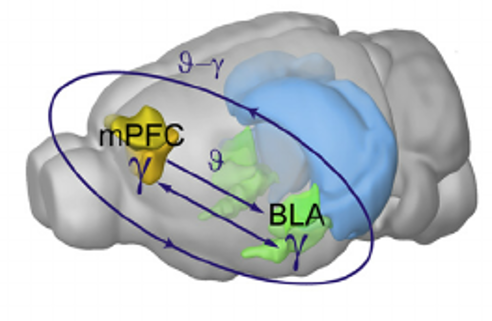 基底外侧杏仁核-伏隔核,内侧前额叶-基底外侧杏仁核