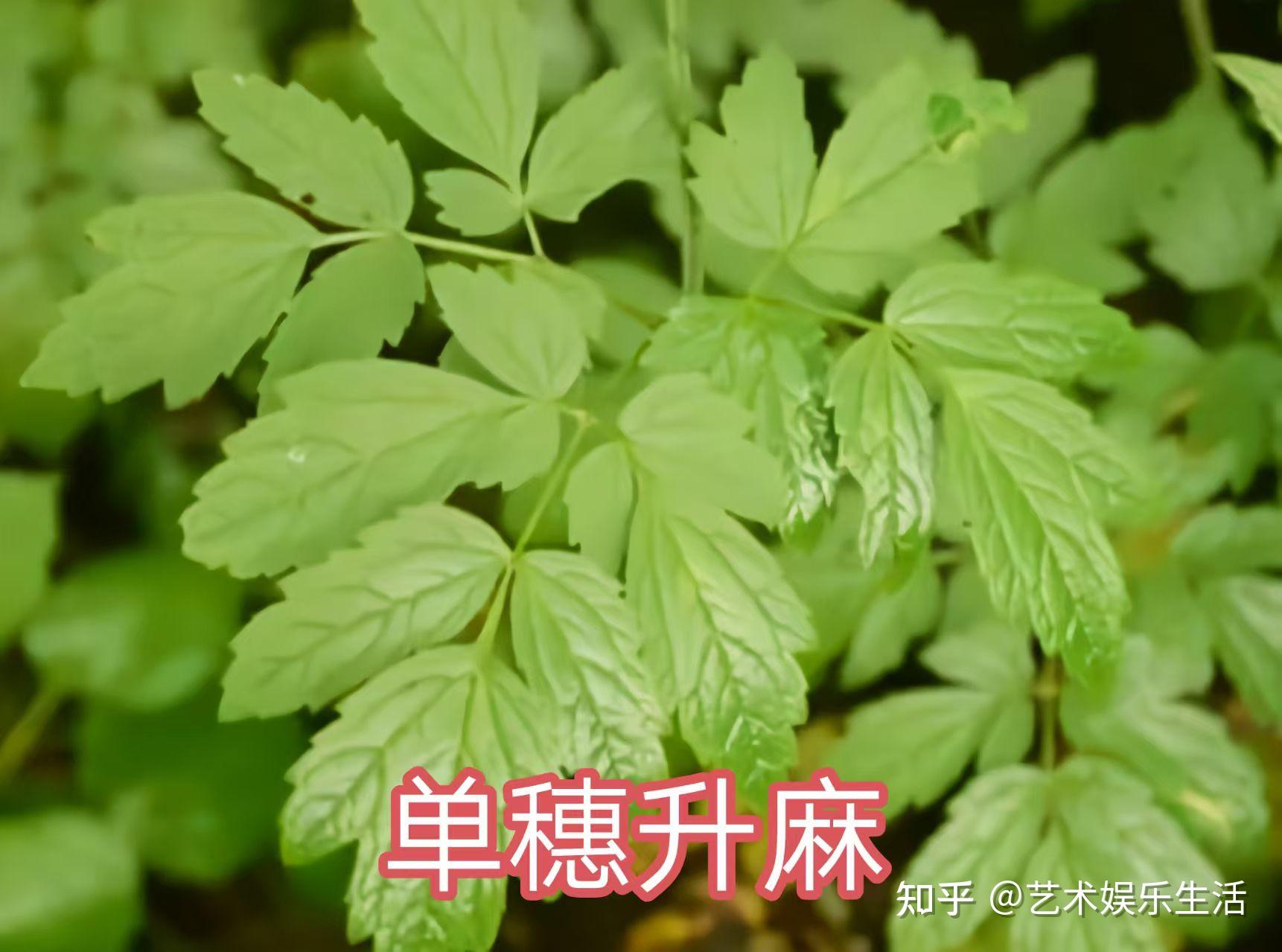 毛茛科的25种代表植物 - 知乎