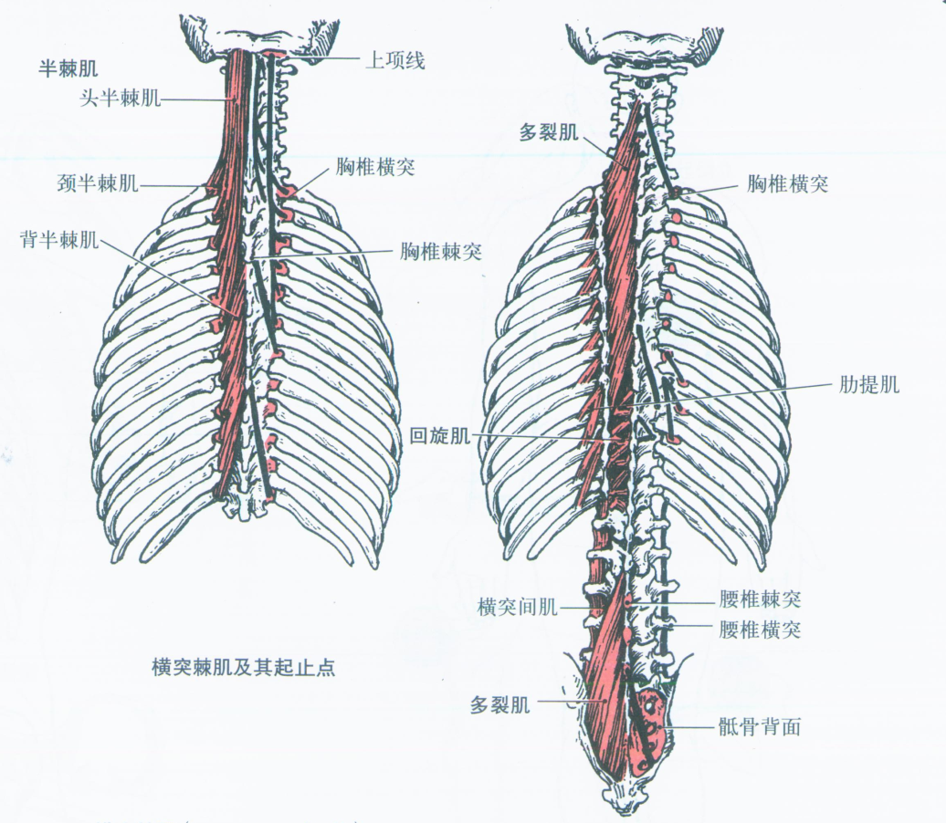 7,横突棘肌(transversospinalis)
