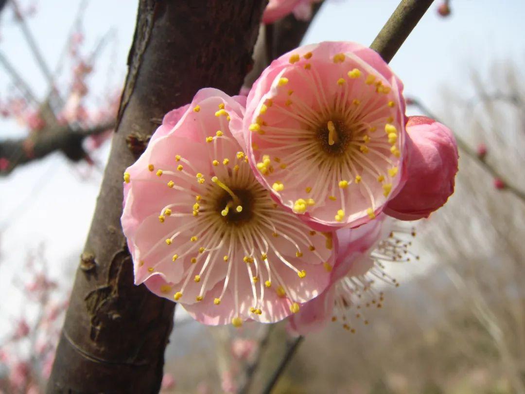 暗香浮动是梅来——梅花山独家赏梅攻略 - 知乎