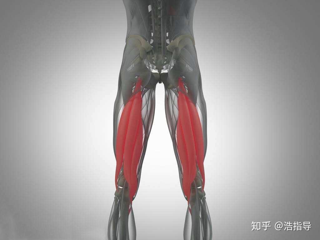 人体腿部肌肉骨骼解剖学3D模型 - TurboSquid 1398456