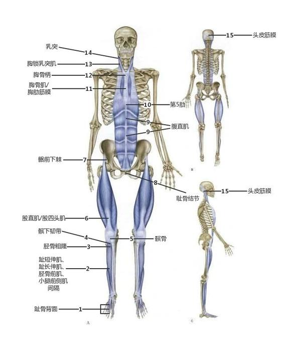 功能解剖時代:足弓塌陷遠沒有想象中的那麼可怕 - 知乎