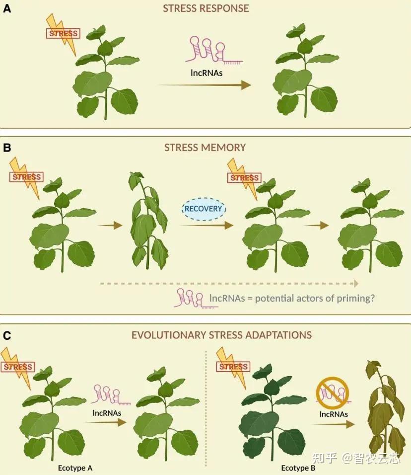 Plant Physiology | 植物胁迫响应和适应的关键因子 - 知乎