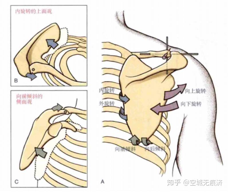 【sc關節,是胸鎖關節的簡稱.ac關節是肩鎖關節的簡稱.