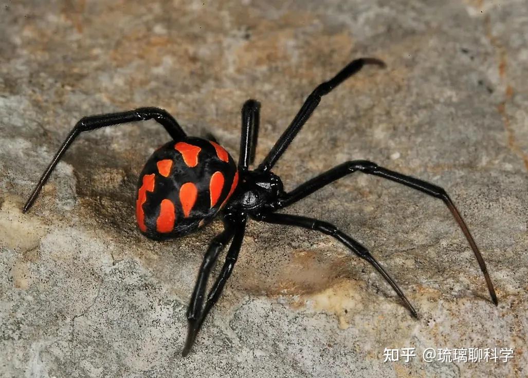 物种入侵莆田海关截获剧毒蜘蛛毒性排进全球前十