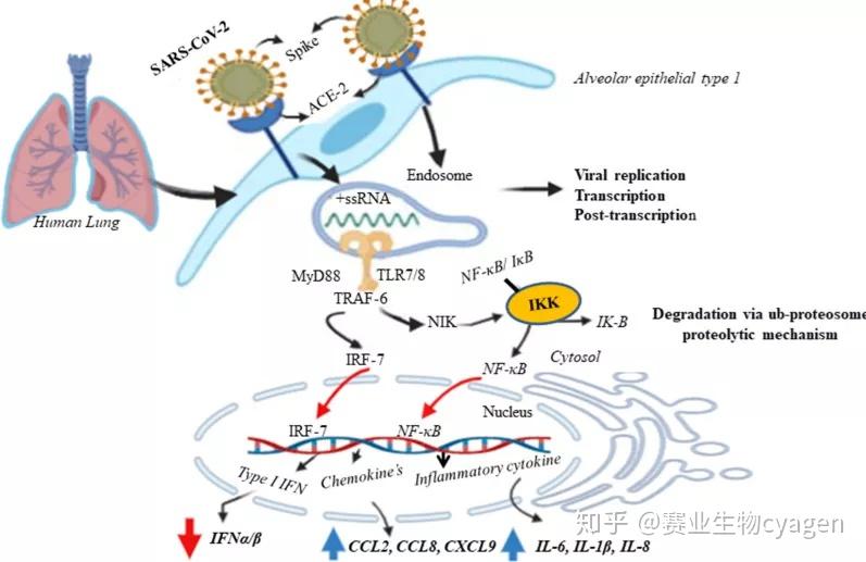 免疫研究领域热门基因之IFNAR1 - 知乎
