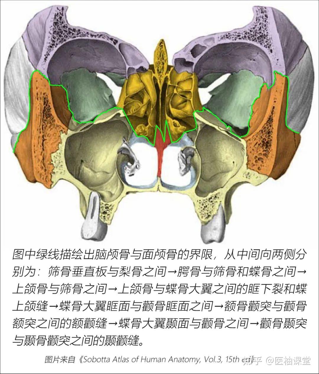 颌面部骨骼结构图解 - 知乎