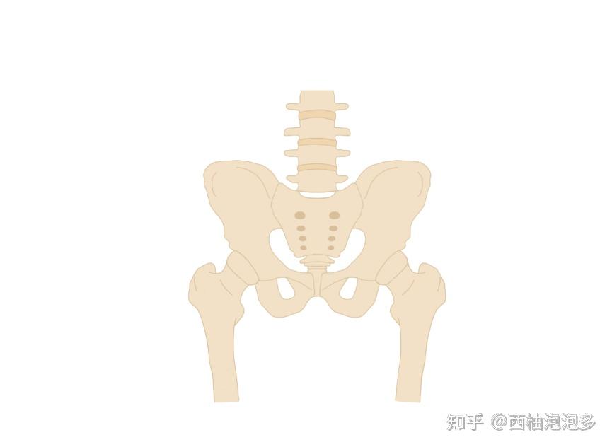 它由兩側對稱的恥骨陰道肌,恥骨直腸肌,恥骨尾骨肌和恥骨尾肌組成的肛