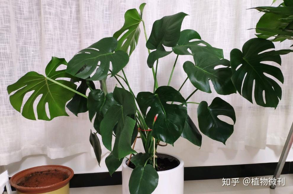 每天认识一种植物「龟背竹」 - 知乎
