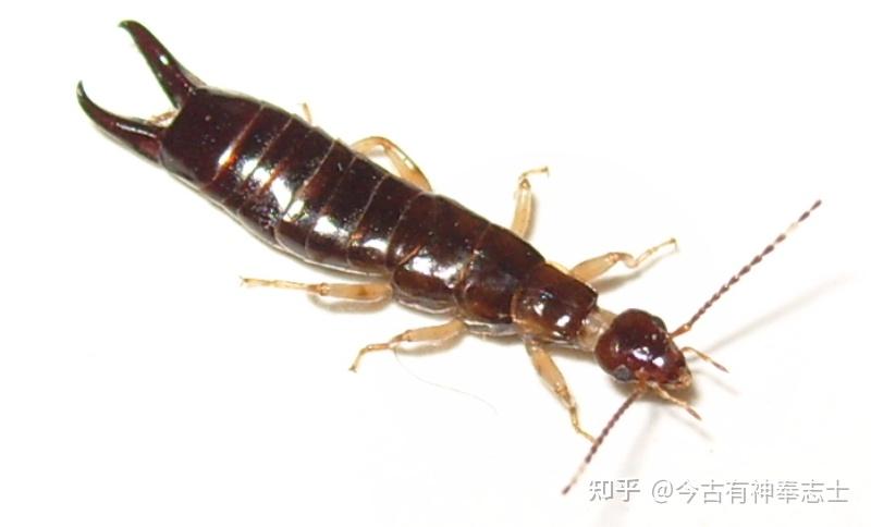 外观似蝎子但尾部是剪刀,是什么昆虫?