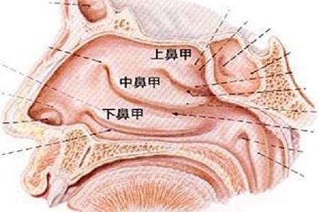 首大陈潜 有哪些原因会导致鼻甲肥大如何自我判断 知乎