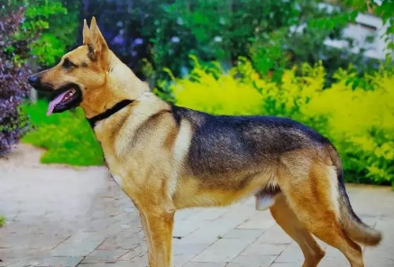 昆明犬握手怎么训练 知乎