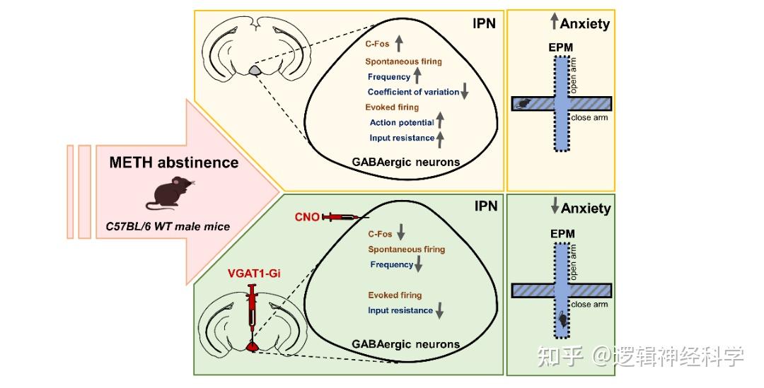 j-neurosci