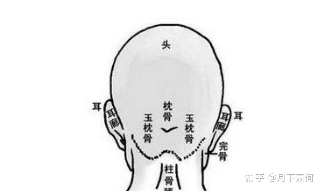 头骨后面有规则的倒三角凸起的骨包是正常的吗 知乎