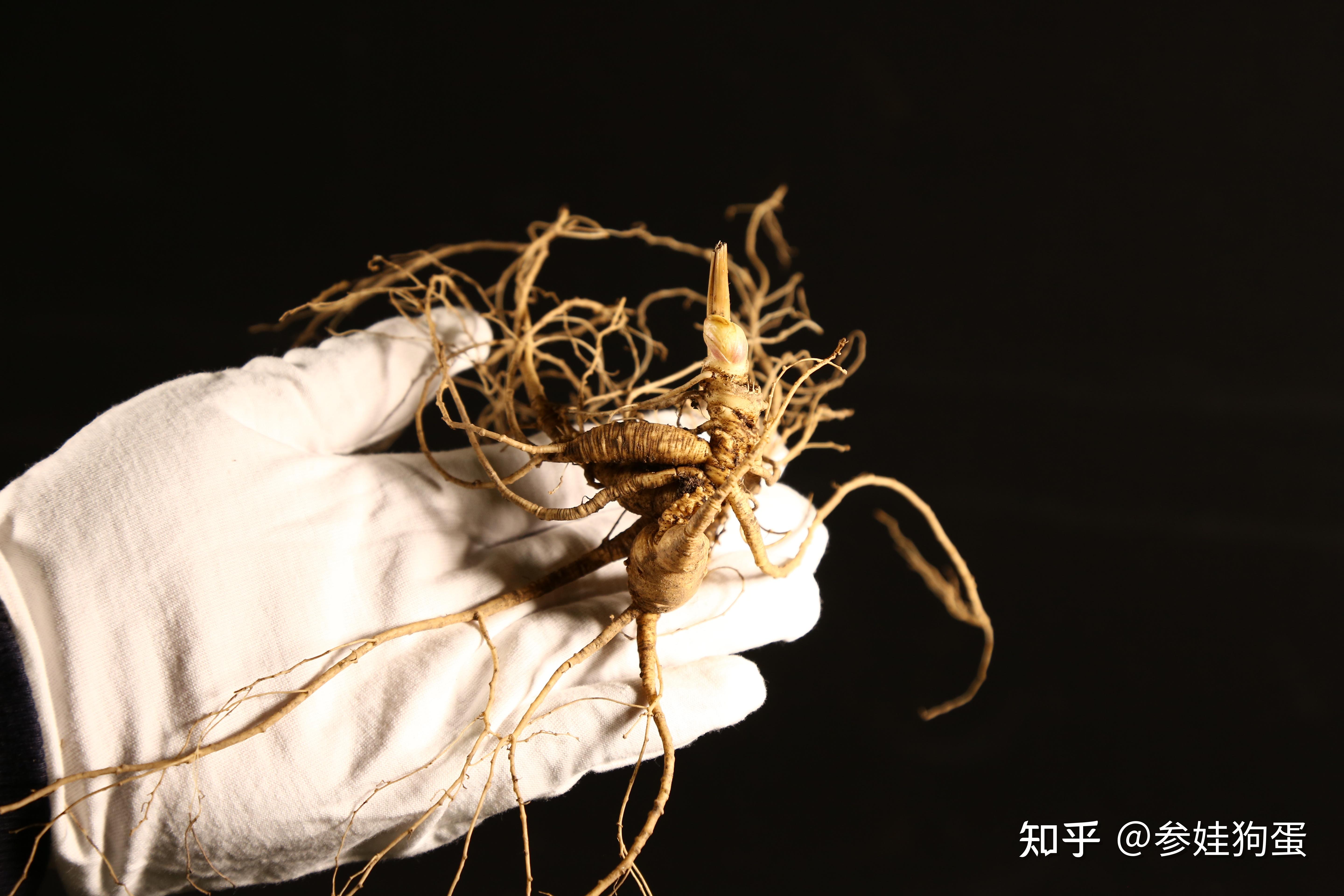 是自然传播自然生长的人参种类,如果要追踪古时延续到现在的千年人参