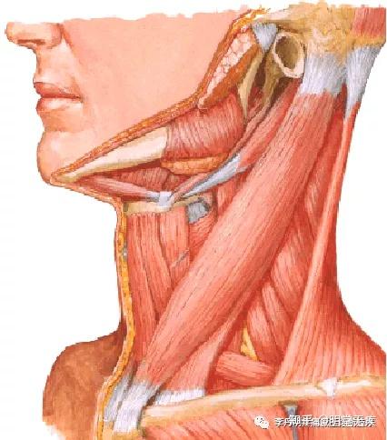胸锁乳突肌三角定位图片