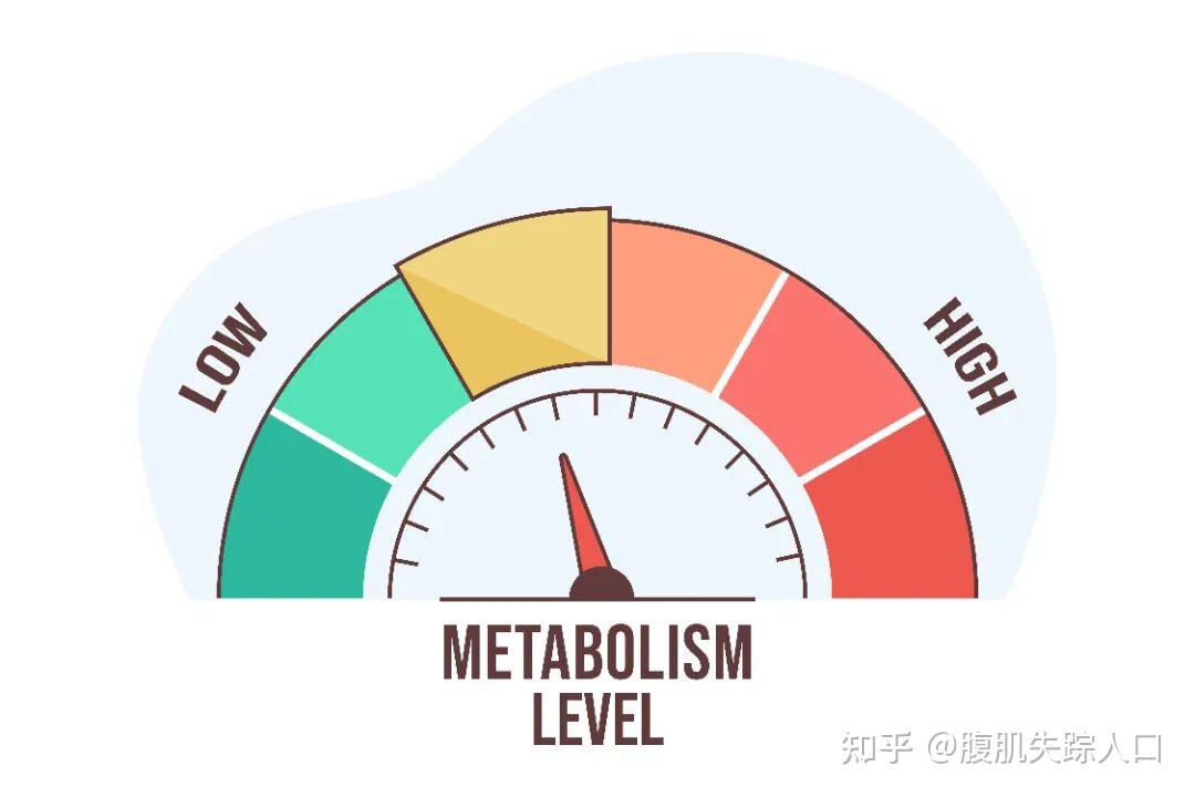 关于减肥和新陈代谢的真相，90%的人都想错了 - 知乎