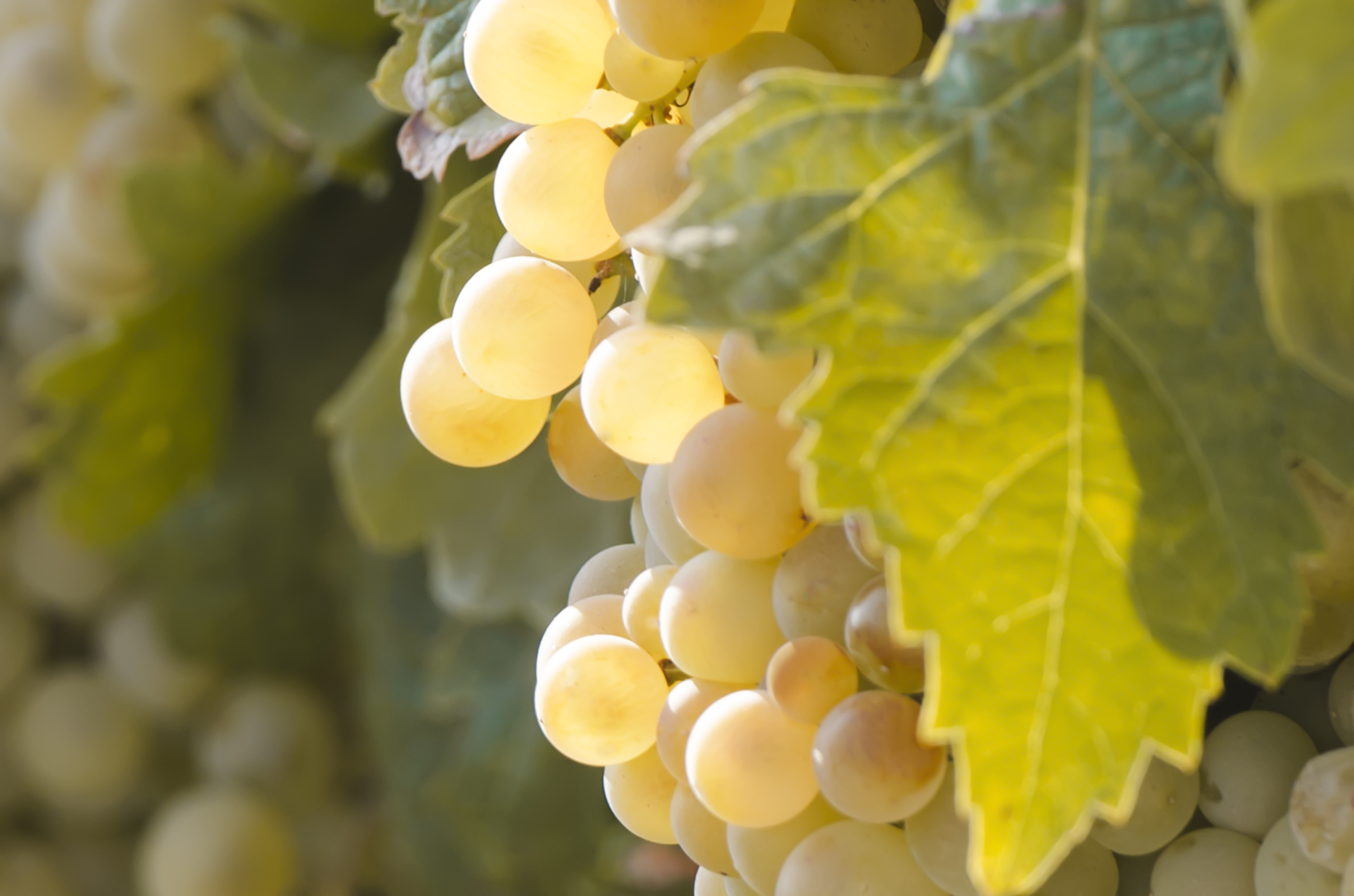 你会选白葡萄酒吗? - 知乎