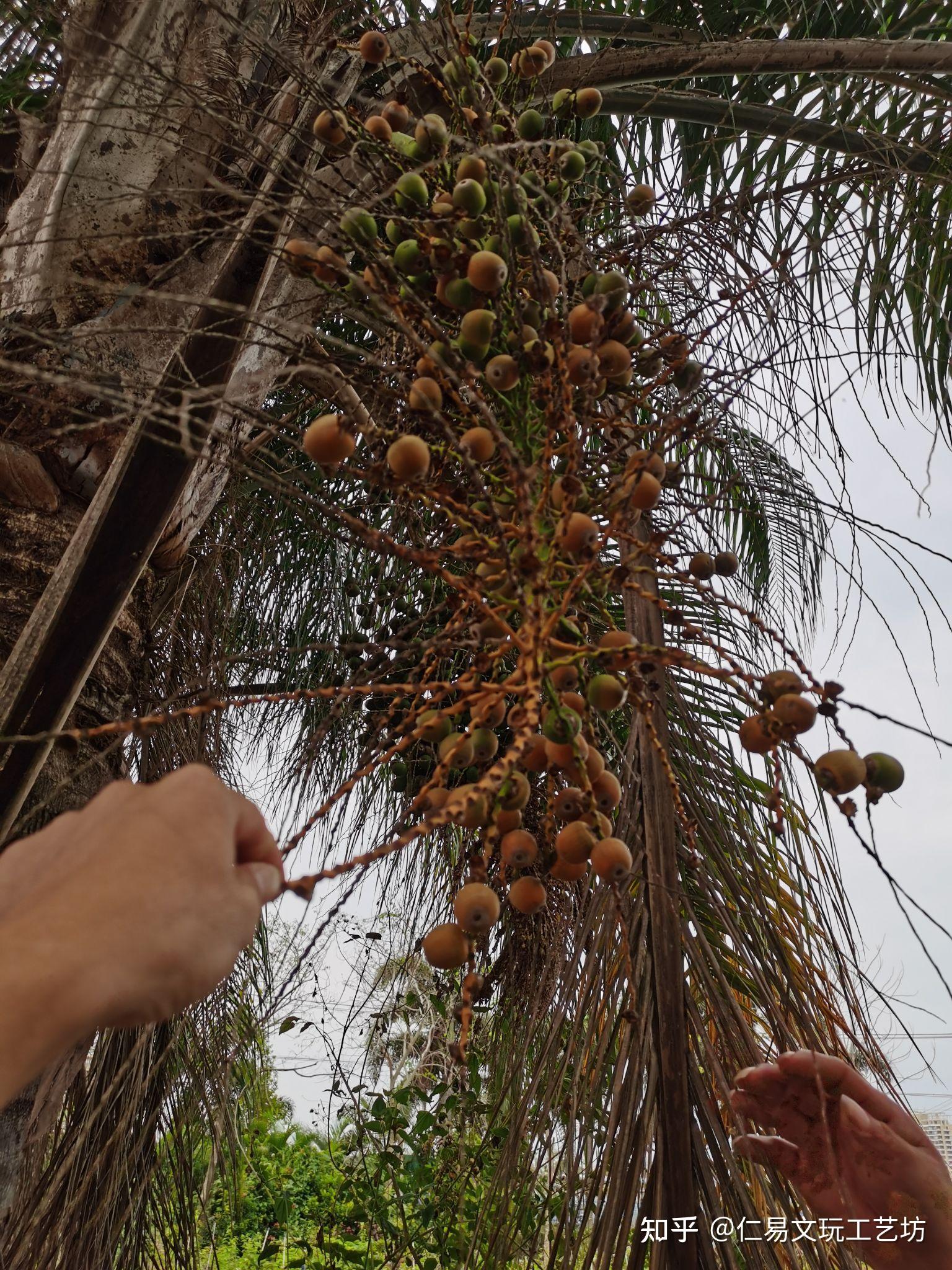 大尺寸紫金鼠原料