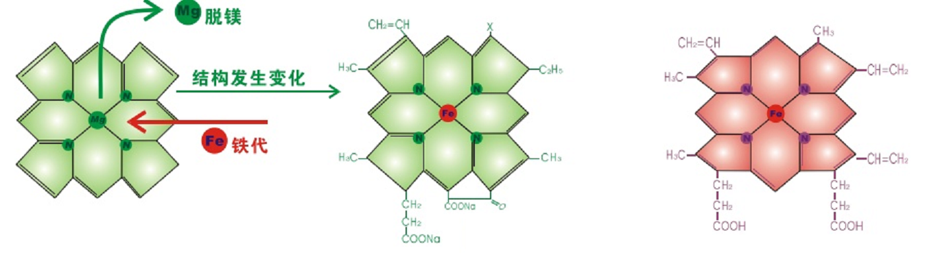 最稳定的原子核,成为叶绿素和血红素的核心,与碳化合物组成卟啉环结构