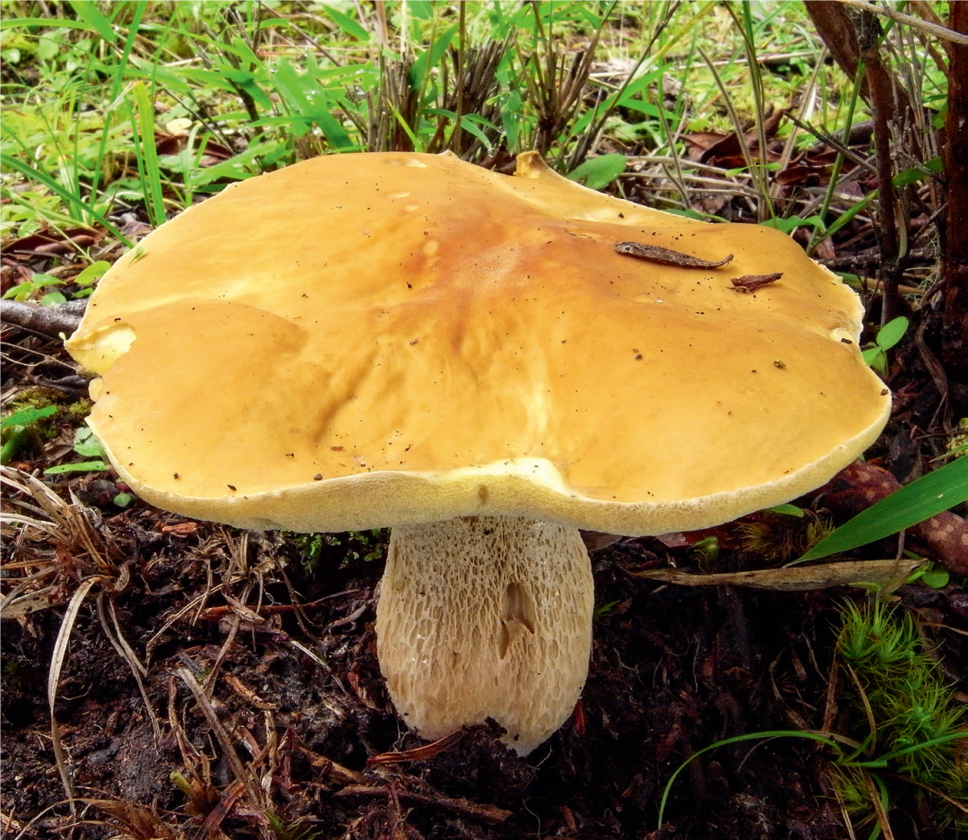 食用菌和毒菌的选择不在民间传说重在科学解读