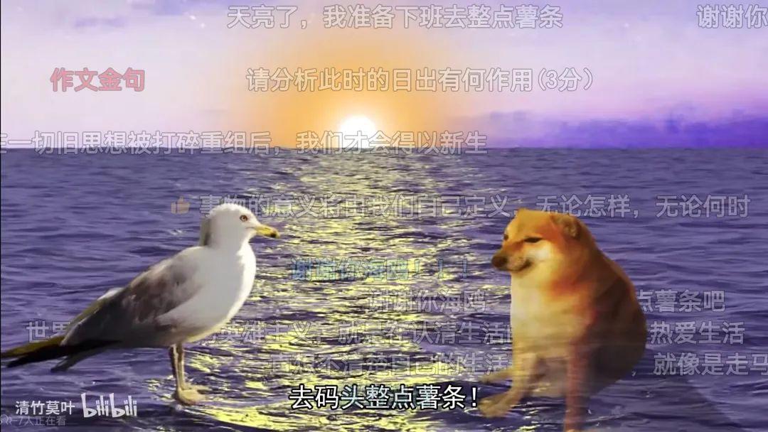 7天B站涨粉20万，“猫meme”为何风靡全网？|新榜出品 - 知乎