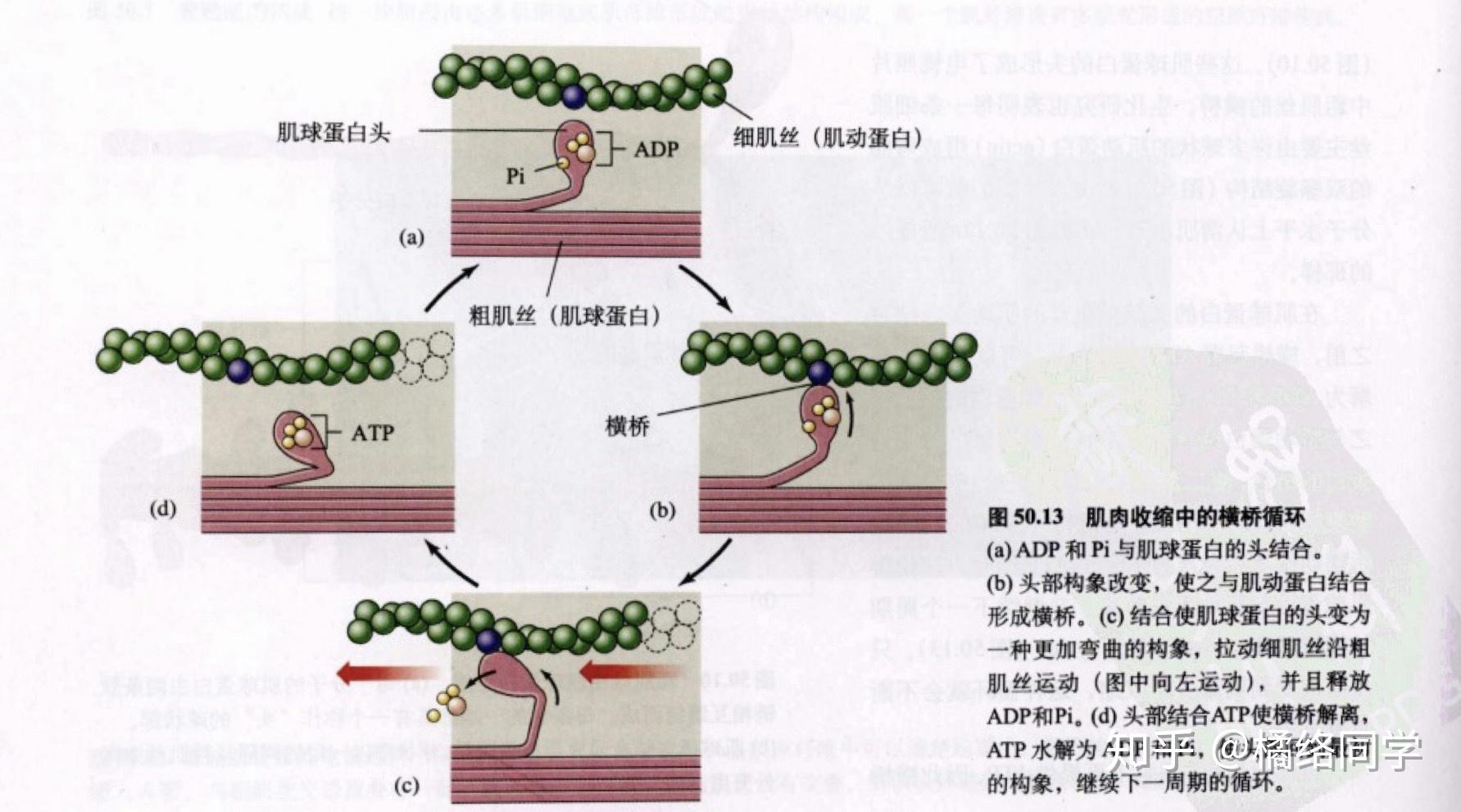 动物系统精讲一支持保护及运动