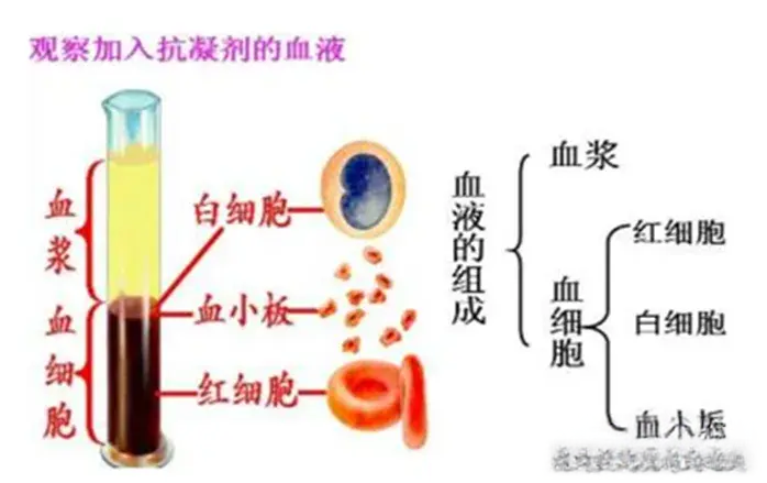 临检(一)血液样本的采集和血涂片的制备 - 知乎