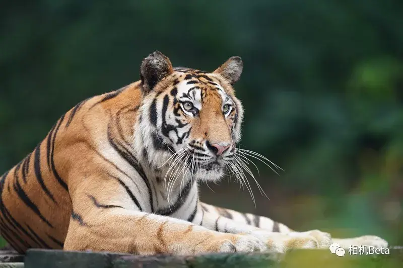 索尼fe双白炮上手试玩适不适合你自己看