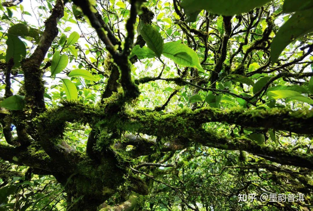 一韵越千年,揭秘古茶树的价值及存在意义 - 知乎
