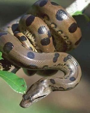 eunectes murinus绿水蚺(蚺科比较具有代表性的物种,是电影《狂蟒之灾