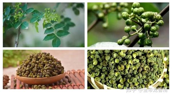香精与香料(158)—藤椒 - 知乎