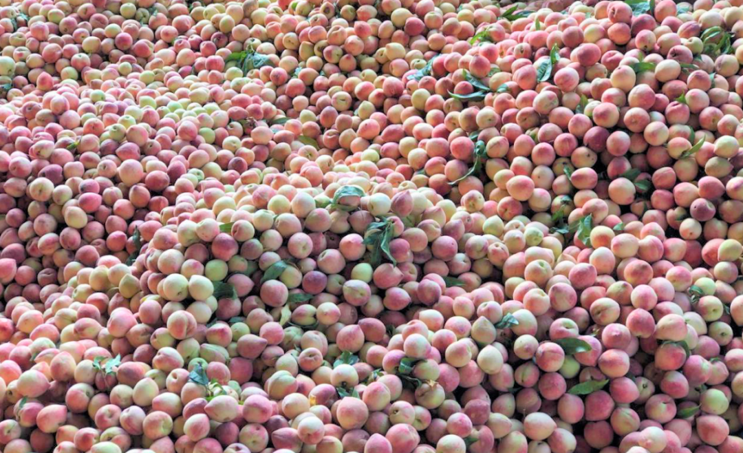 公共服务中心携手国里畜牧食品发展有限公司组织并开展了以"新鲜栖马