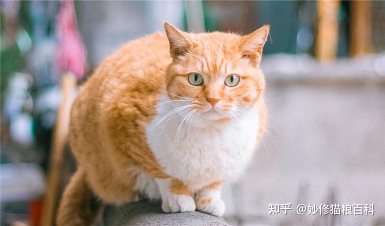 养了“橘猫”8年，我才了解它这些事情 - 知乎