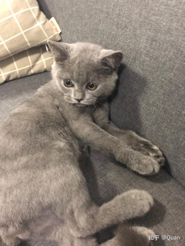 蓝猫四个月四斤算瘦吗?